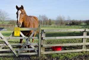 Horse gate horsewatch for Central Horse News